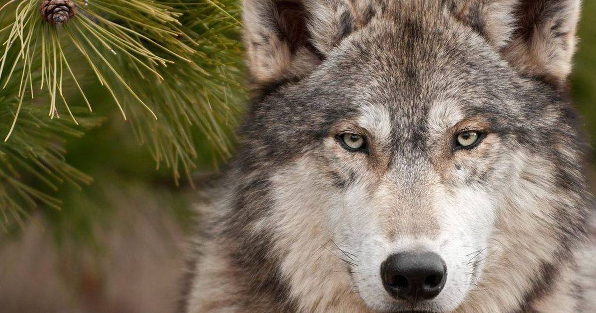 La UNAM desea desaparecer al loboperro para proteger al lobo gris mexicano