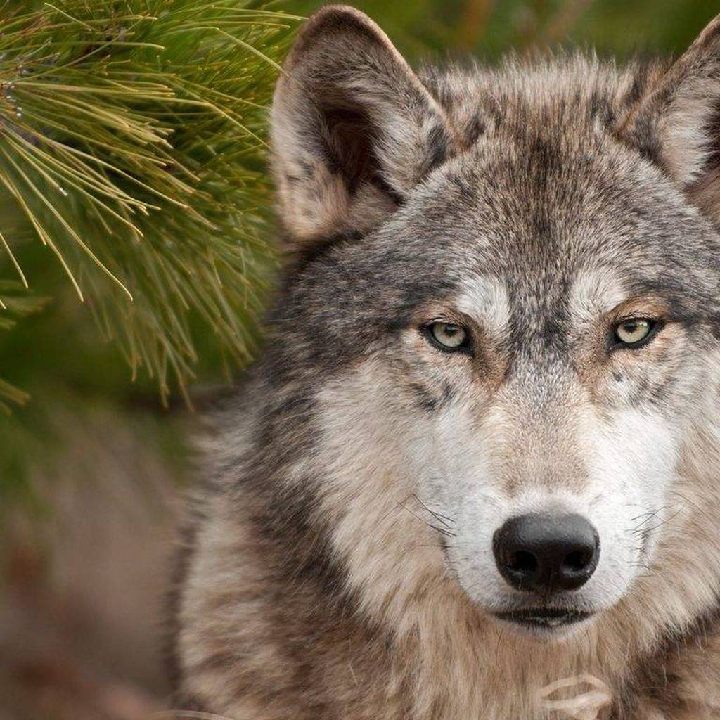 La UNAM desea desaparecer al loboperro para proteger al lobo gris mexicano