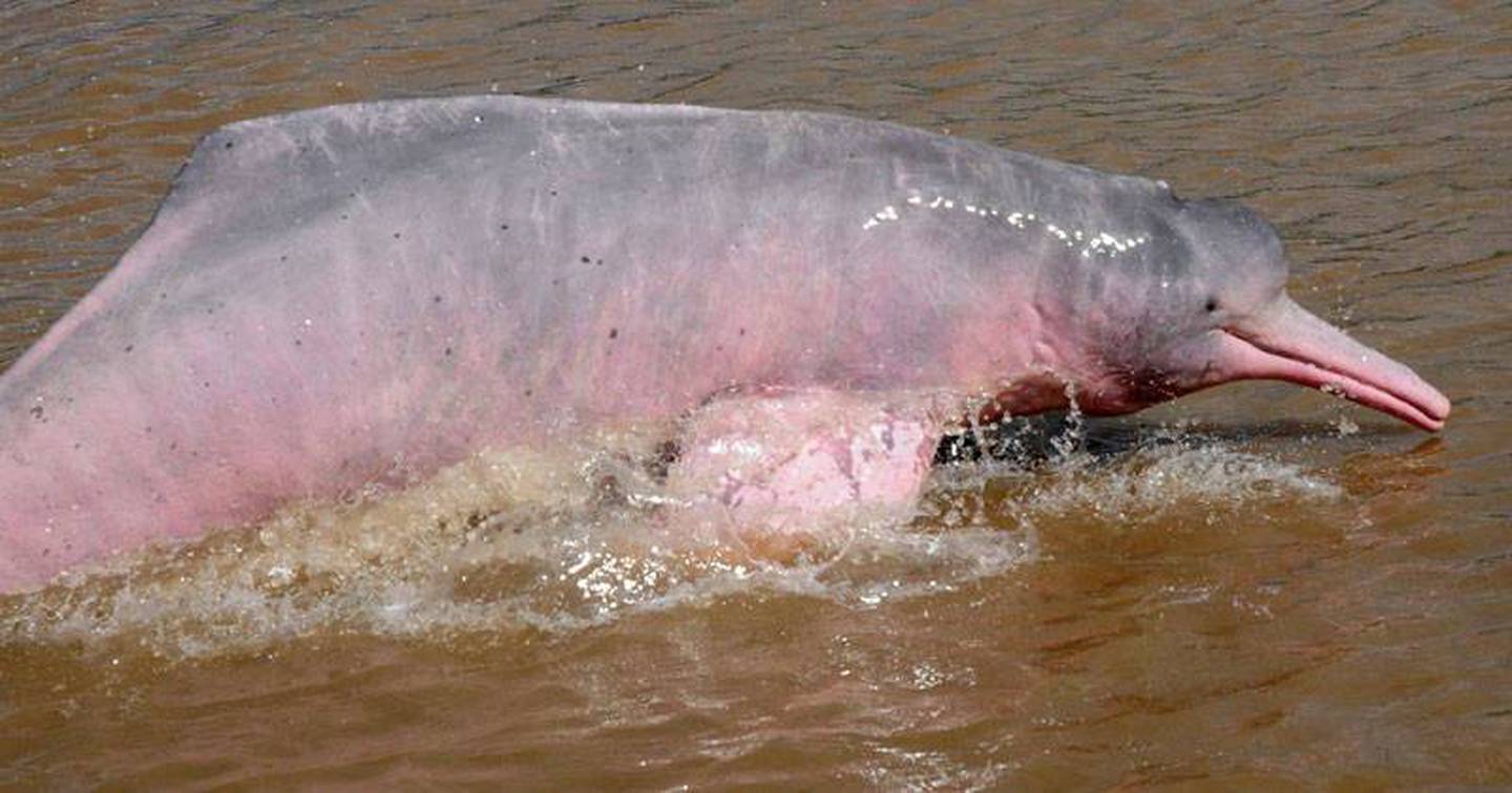 Амазонский Речной Дельфин сбоку