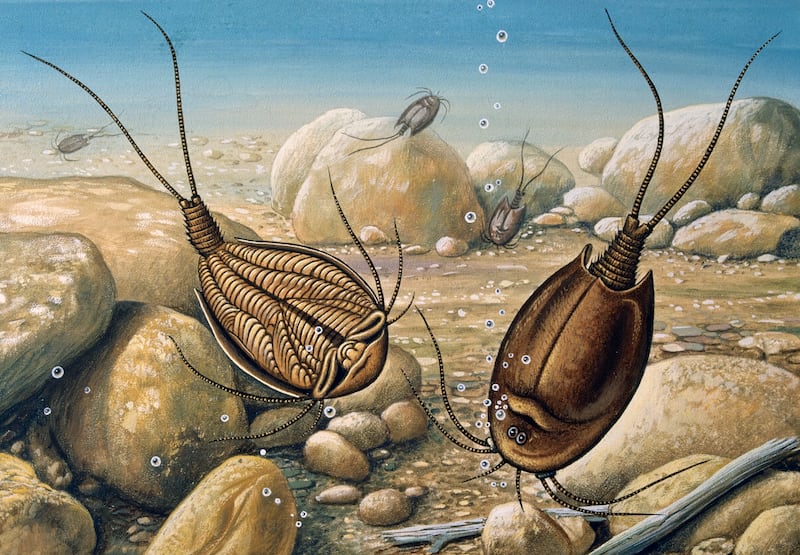 Triops cancriformis