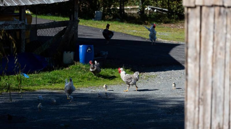 gallinas