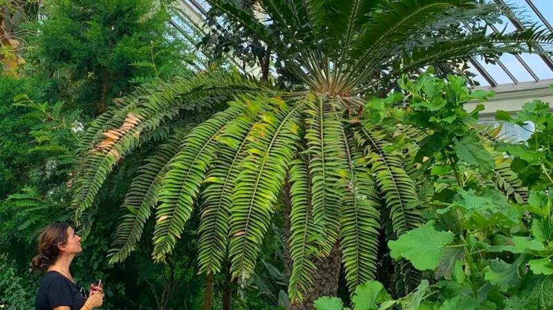 Encephalartos woodii