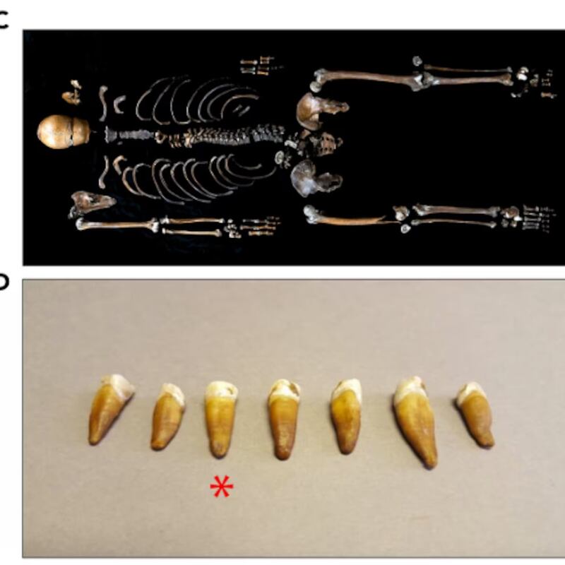 Huesos en el pozo Instituto Noruego de Investigación del Patrimonio Cultural