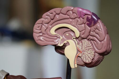 ¿Cómo se cultiva un cerebro real? Un equipo de investigación chino lo logró y explica cómo lo hizo
