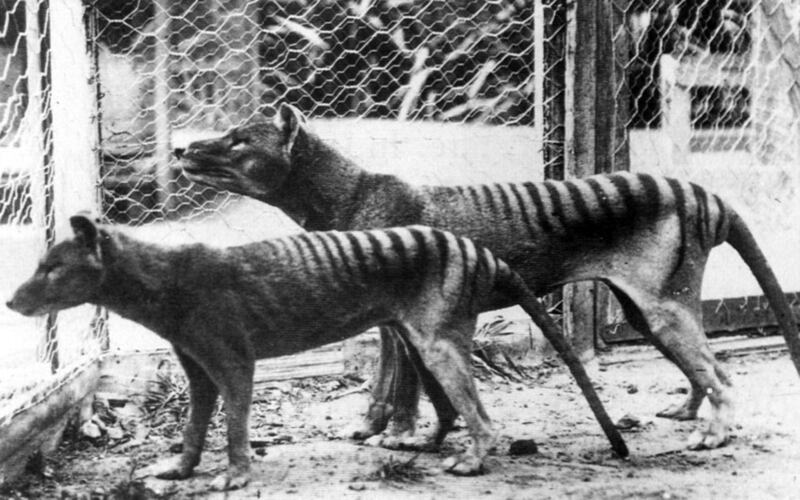 Tigres de Tasmania en el Hobart Zoo en 1933.