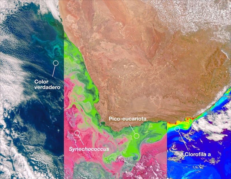 PACE de la NASA detecta la luz en un rango hiperespectral microscópicos organismos marinos en el océano frente a la costa de Sudáfrica