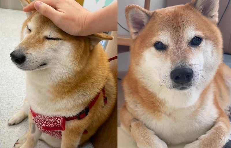 Una de las perritas más famosas de la web padece cáncer de pulmón, pero aún mantiene la felicidad que la distingue.