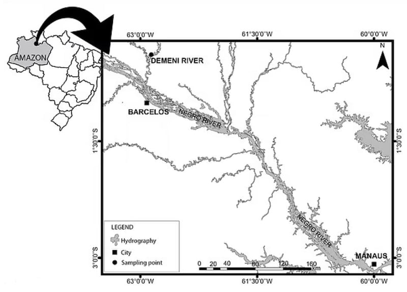 Los investigadores recolectaron diferentes especies de peces en el Río Negro, un importante río afluente del Amazonas.