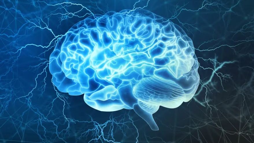 Los investigadores descubrieron que los cerebros se han vuelto más grandes. El aumento podría ayudar a prevenir la demencia relacionada con la edad. | Foto: stock.adobe.com
