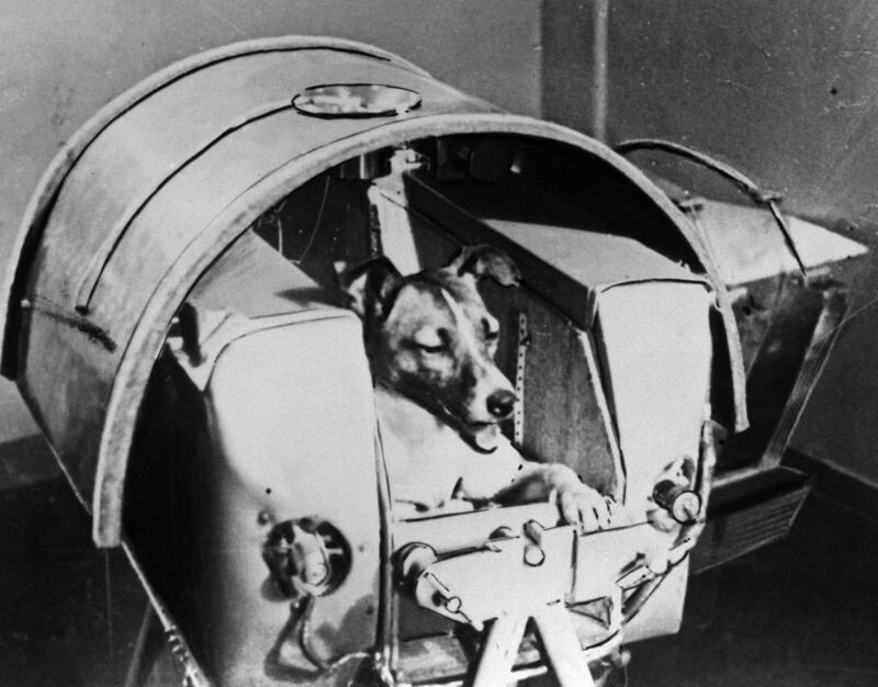 Laika fue el primer animal en orbitar la Tierra. Murió pocas horas después del despegue del Sputnik 2.