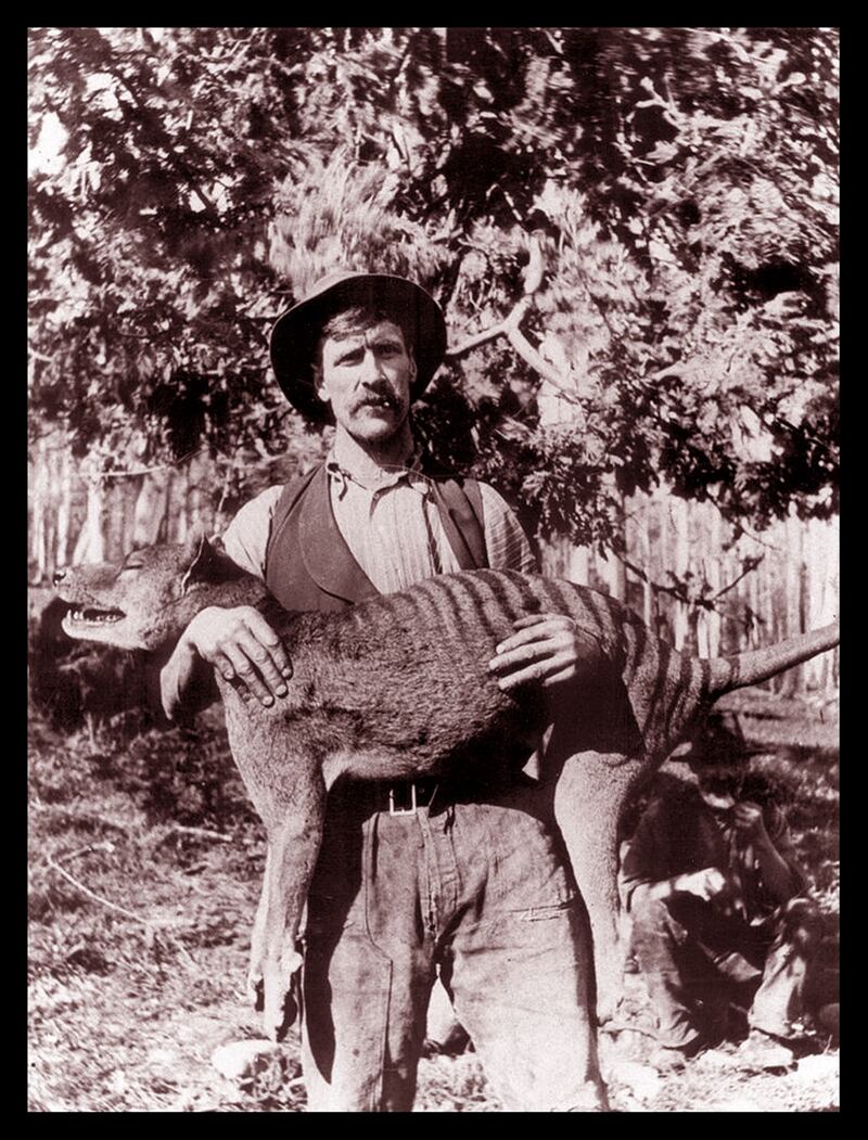 Esta foto de 1925 muestra a un cazador australiano con un tigre de Tasmania muerto.