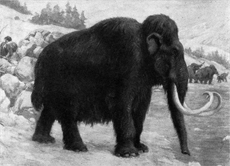 Mamut lanudo