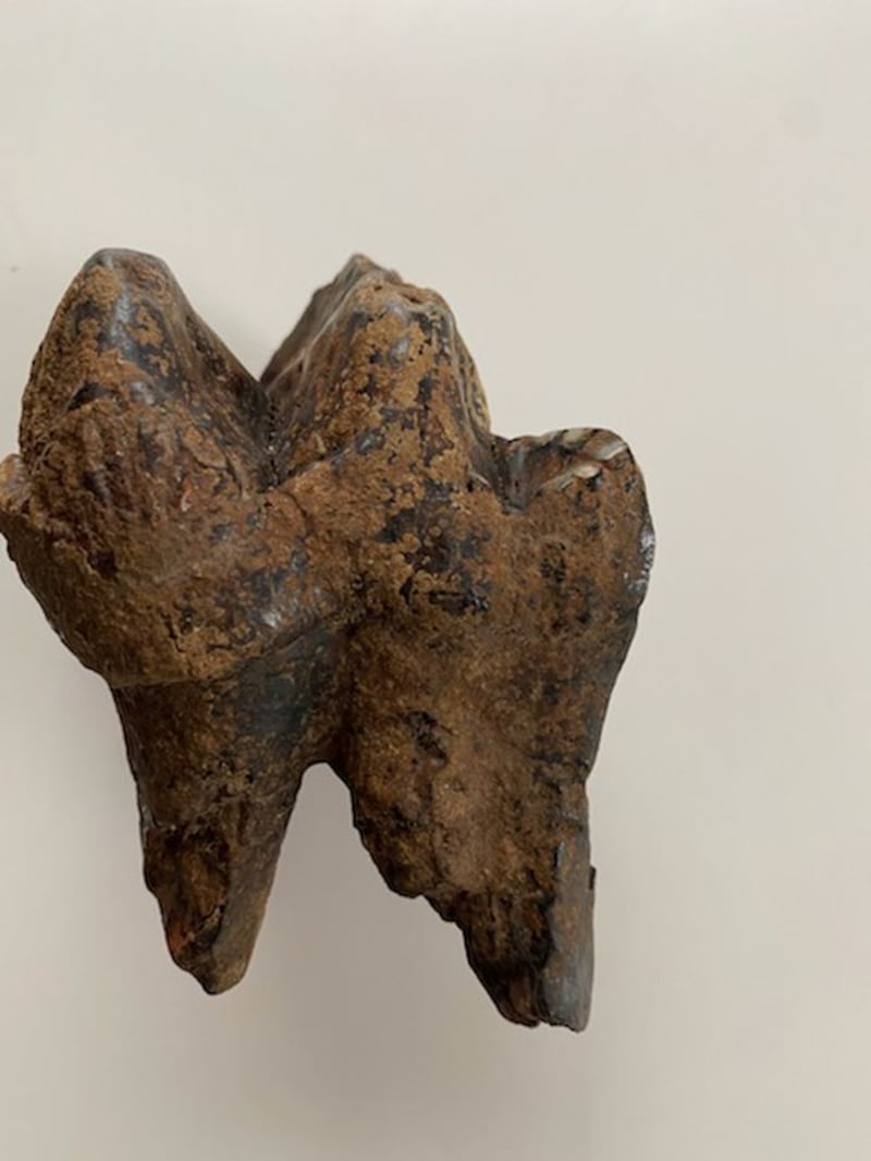 El diente de mastodonte